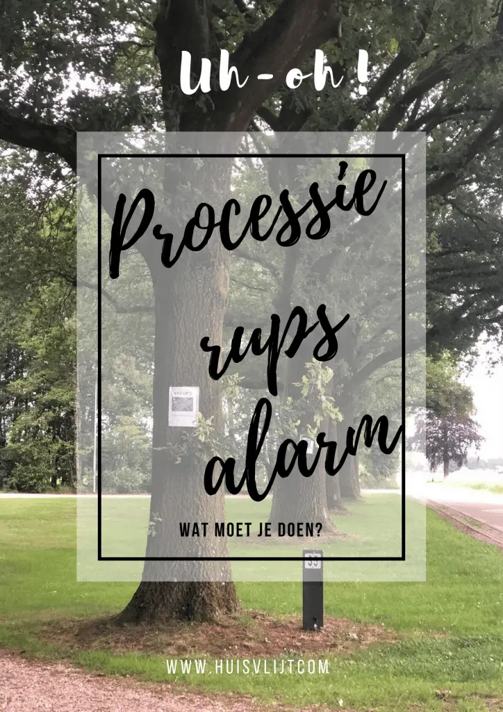Processierups waarschuwing! Wat moet je weten? 1 processie rups