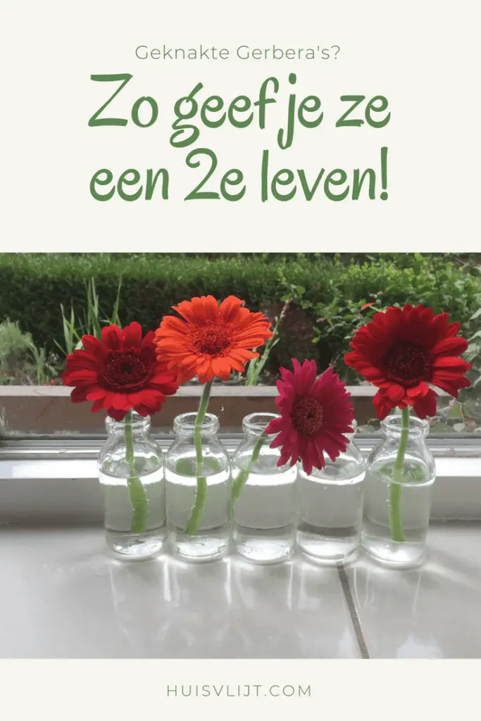 geknakte gerbera's