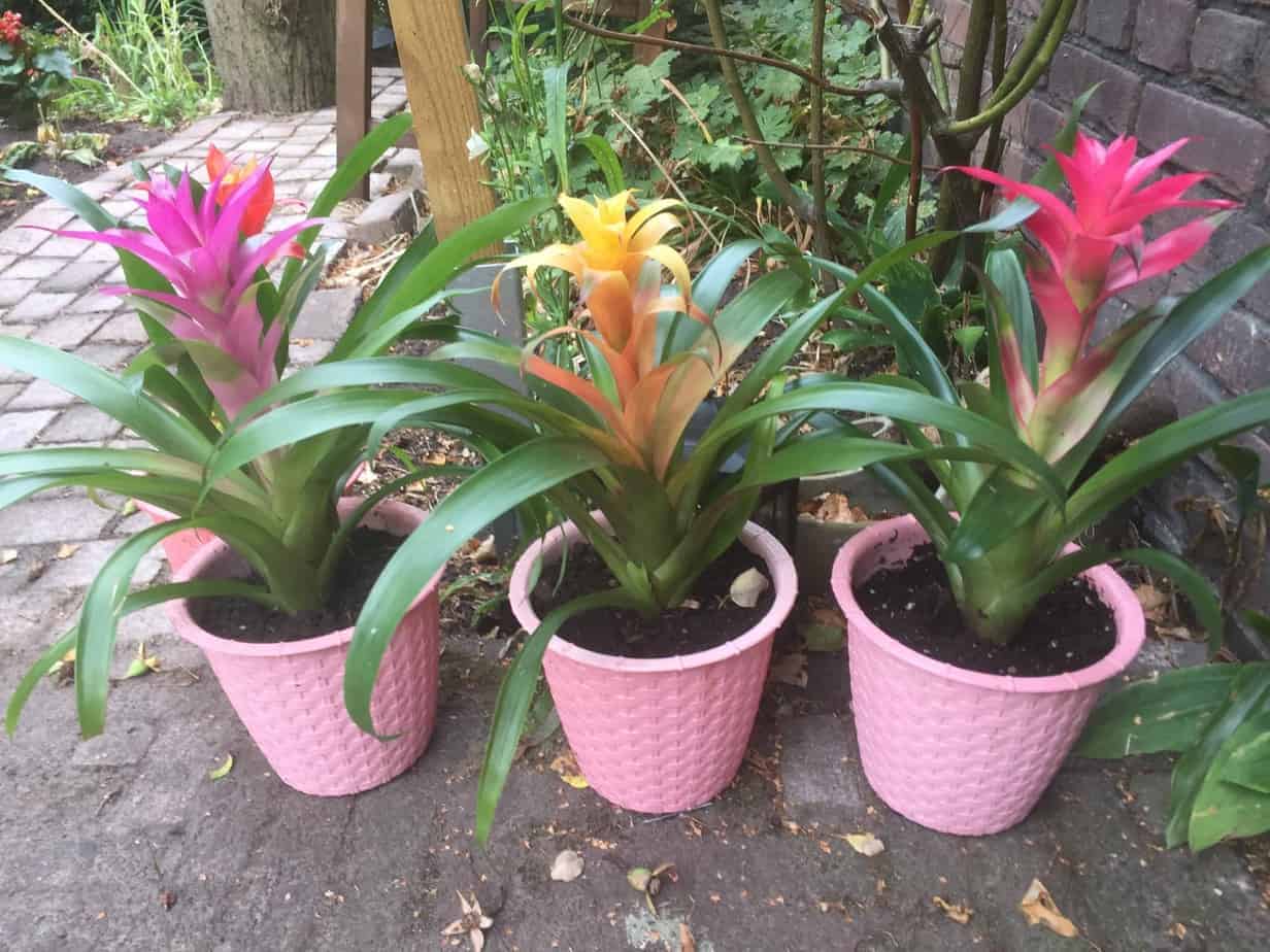 Gekleurde planten in roze potten