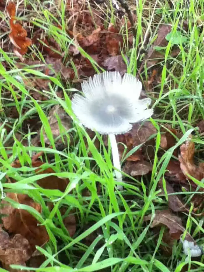 Moois langs de weg: bloem of paddestoel?