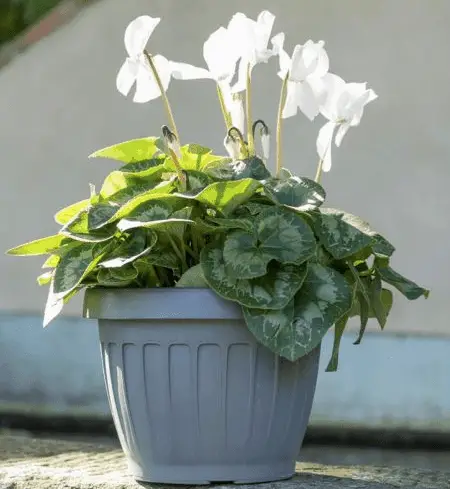 plantenpot