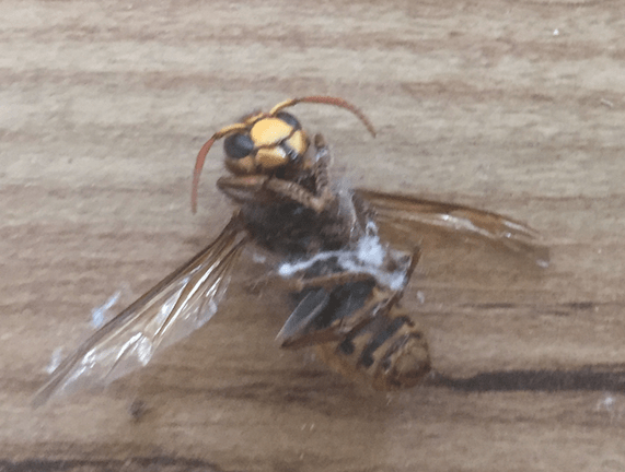 Rare grote wespen: hoornaar of niet?