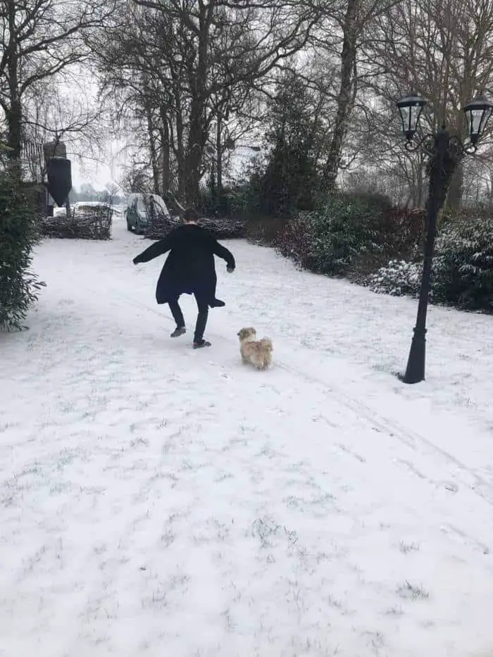 hond uitlaten in de sneeuw