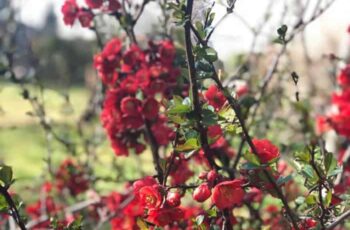 Rode bloemenstruik in de tuin. Met doornen.