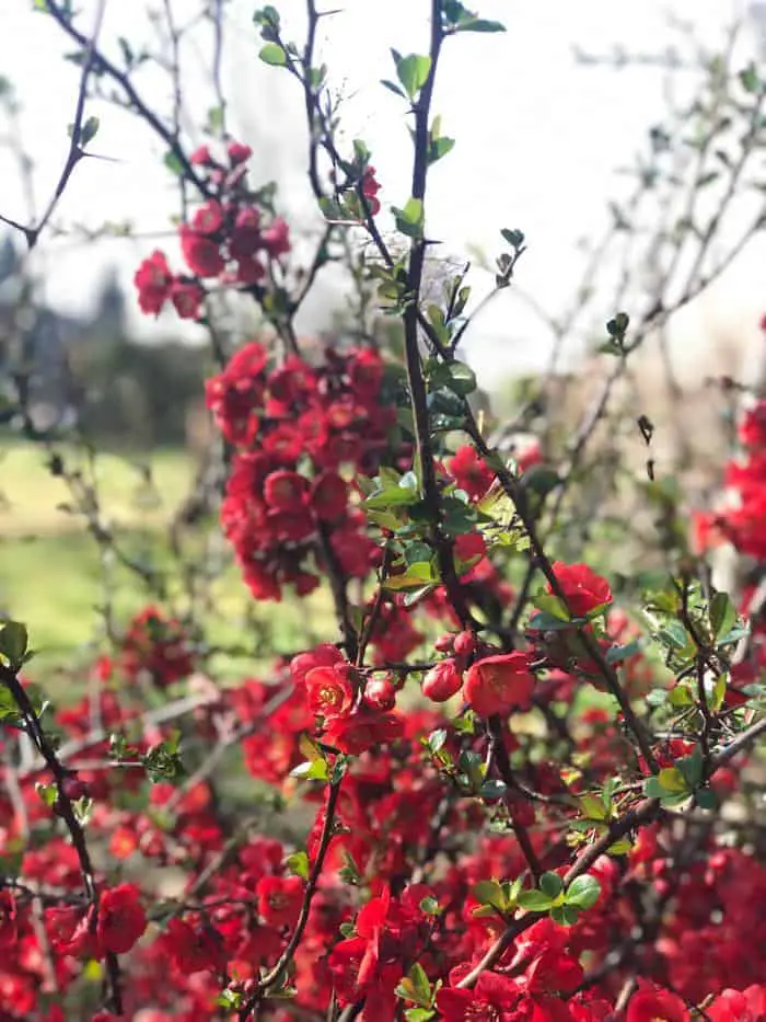 Rode bloemenstruik in de tuin. Met doornen.