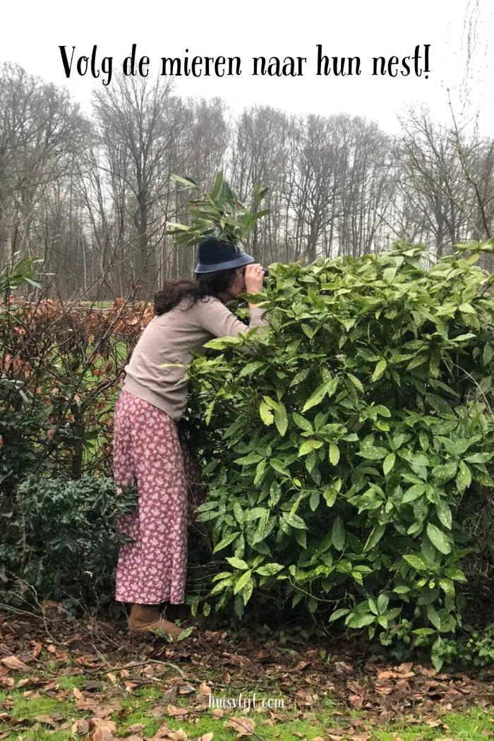 Mieren nest in huis onvindbaar?