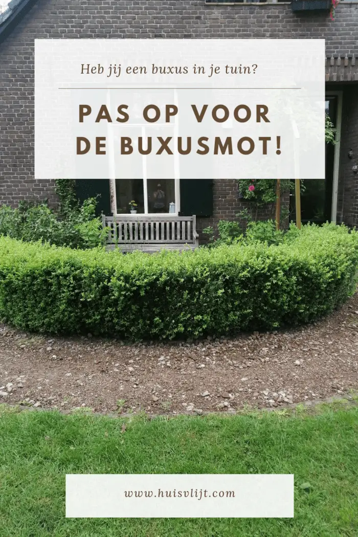 Buxusmot: hij heeft heel wat op zijn geweten!