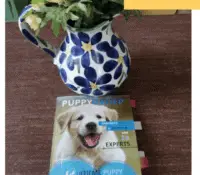 Puppy zindelijk maken: het ultieme puppy zindelijk maken boek