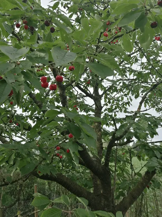 Kersenoogst van onze kersenboom