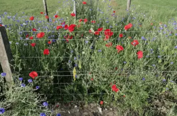 Veldbloemen pracht