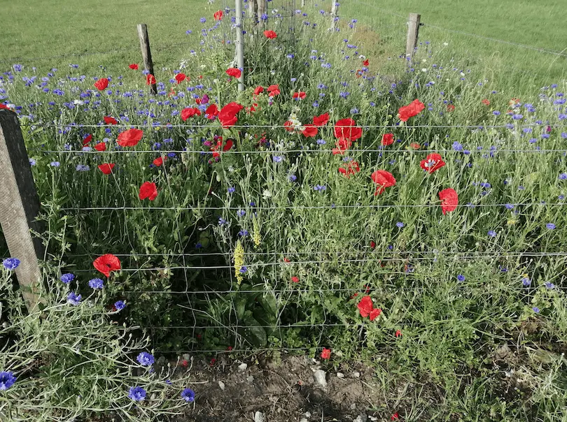 Veldbloemen pracht