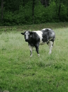 koe