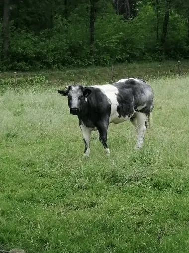 koe