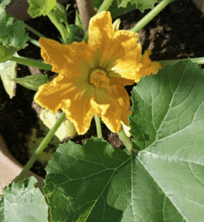 Courgette plant bloeit