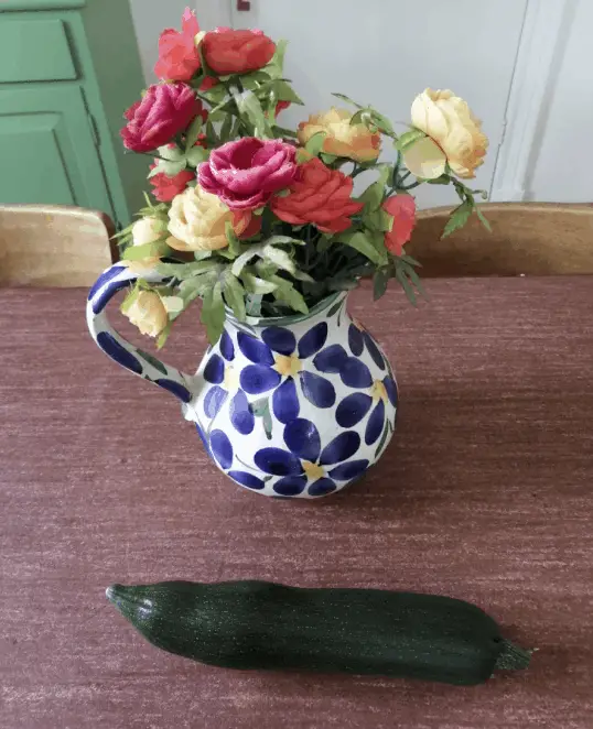 Onze eerste courgette uit eigen tuin! 11 Onze eerste courgette uit eigen tuin!