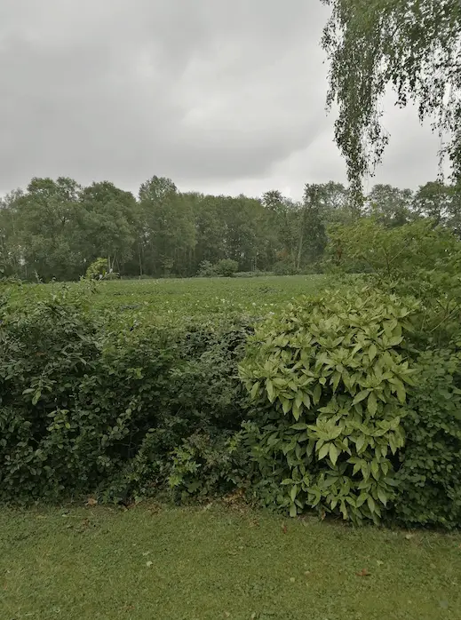 Waarom we geen maismuur meer hebben