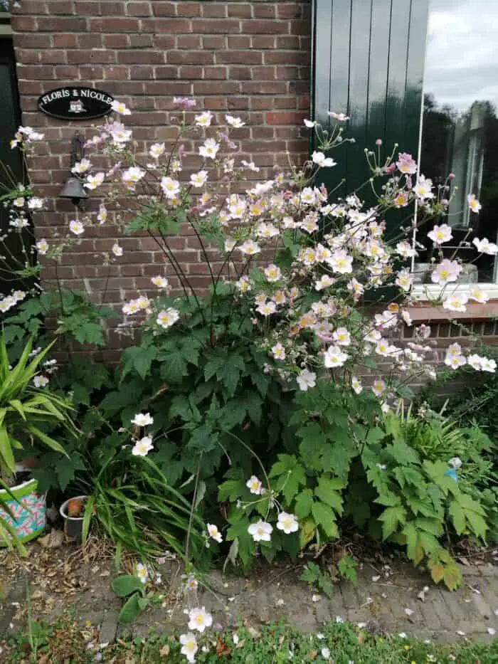 bloemen bij voordeur