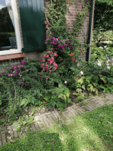 bloemen