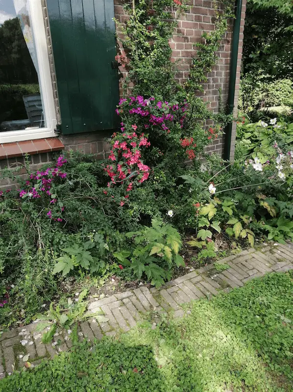 Bloemenpracht bij het raam: maar waar komt het vandaan?