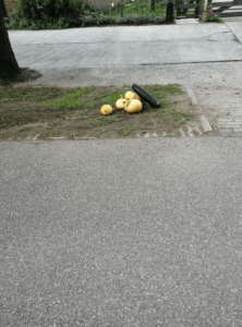 pompoenen