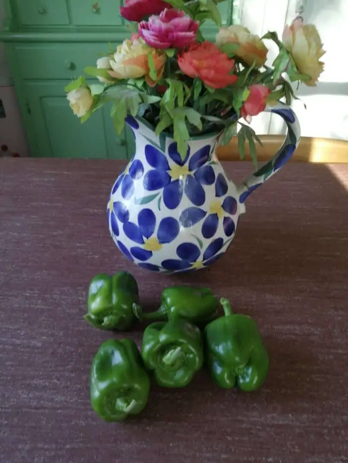 paprika's uit eigen tuin