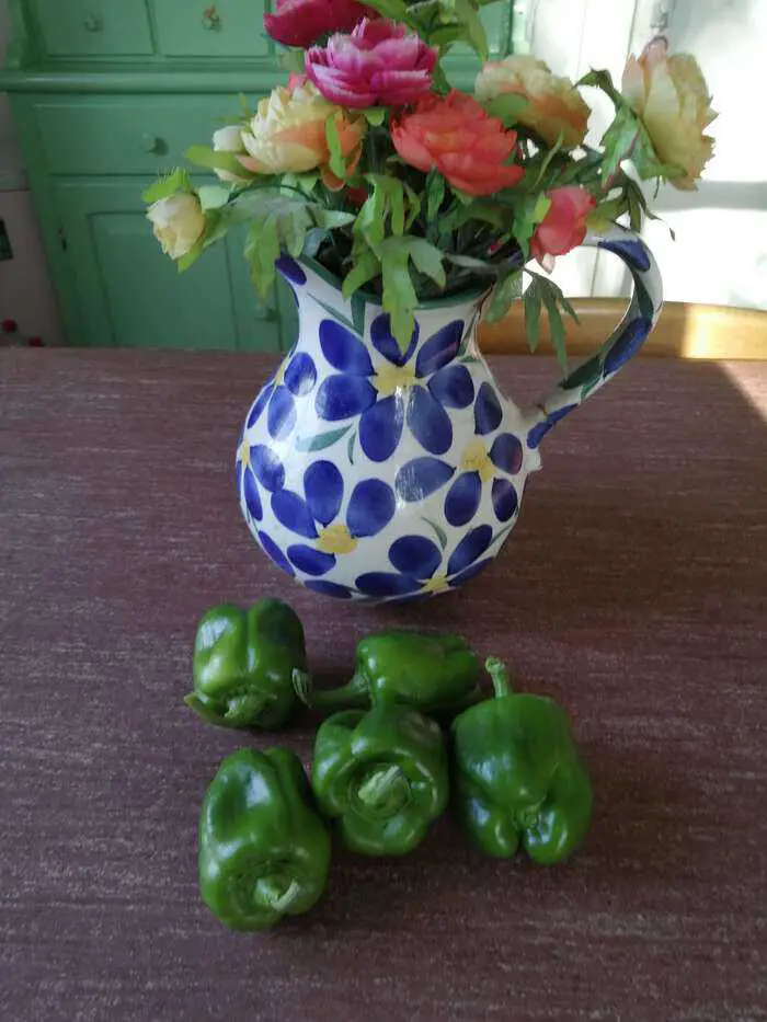 5 Paprika's uit eigen tuin