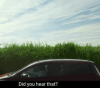 Netflix tip: film In the tall grass