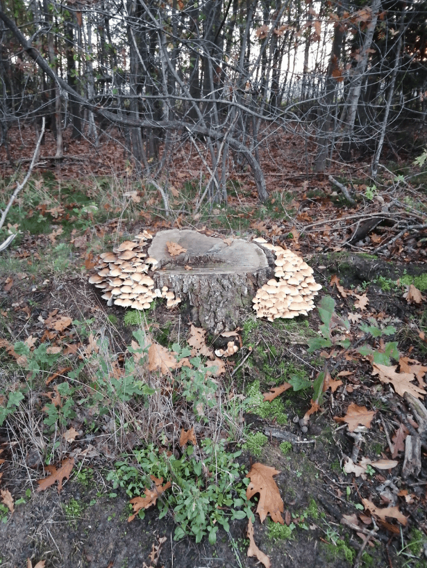 paddenstoelen
