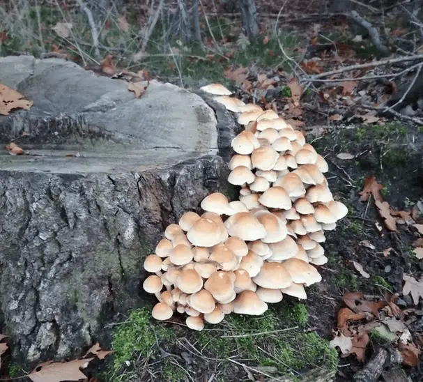 paddenstoelen