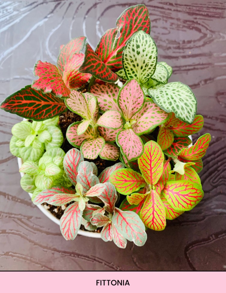 terrarium maken planten