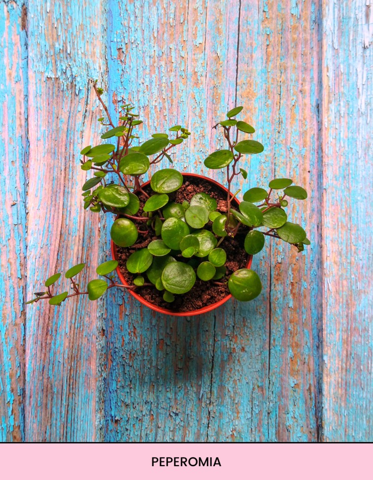 terrrarium planten diy