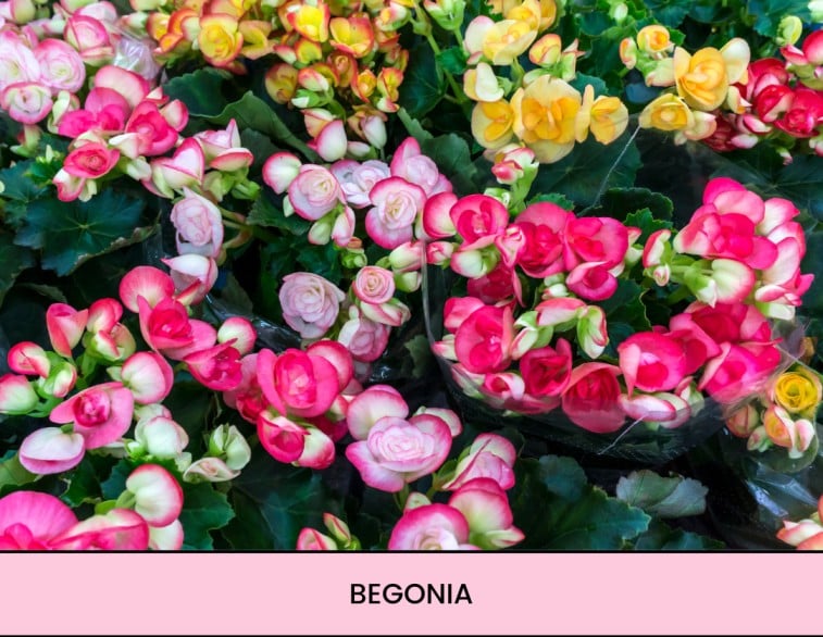 terrarium maken planten