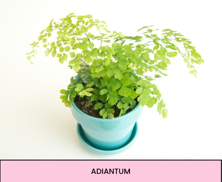 terrrium maken plan ten DIY