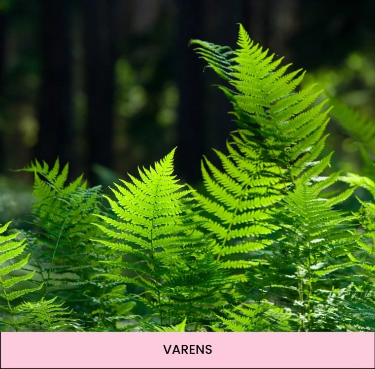 terrarium maken planten