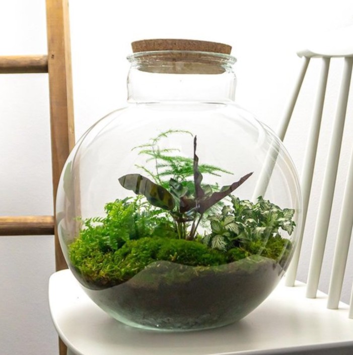 terrarium fles kopen