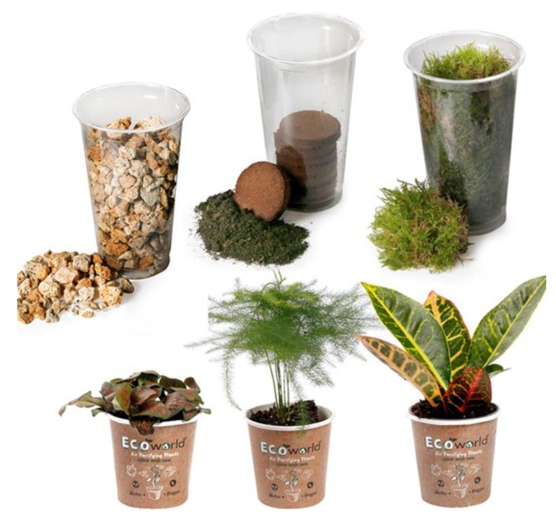 terrarium planten kit