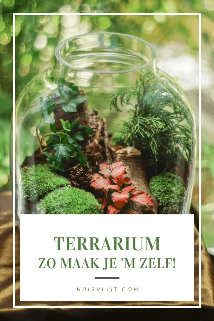 terrarium