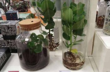 Terrarium bij de Hema mét deksel!