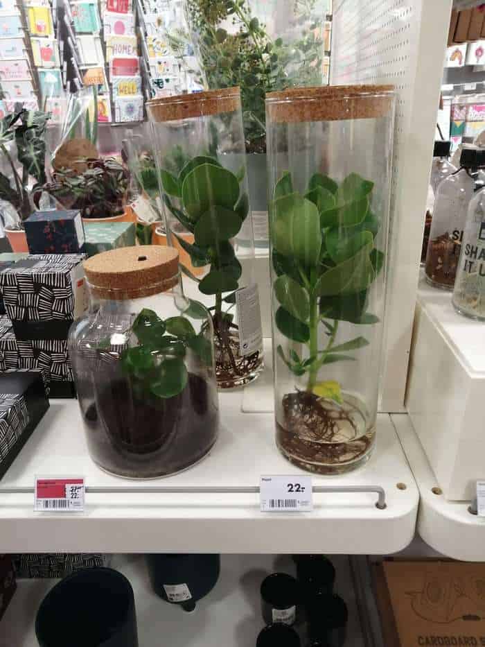 Terrarium bij de Hema mét deksel!