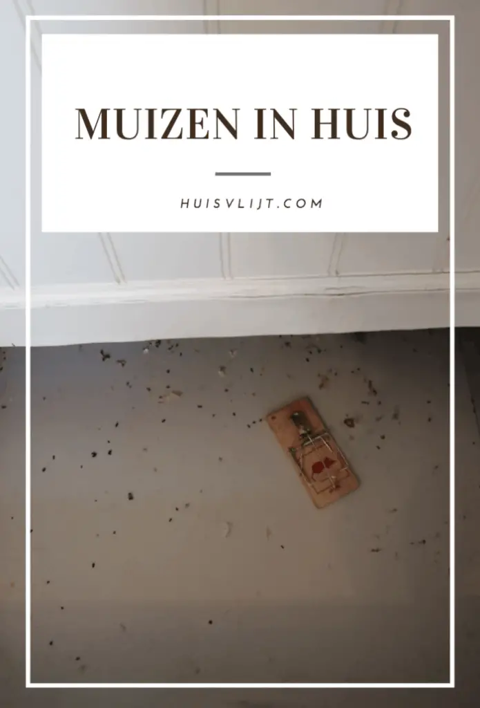 Muizen in huis