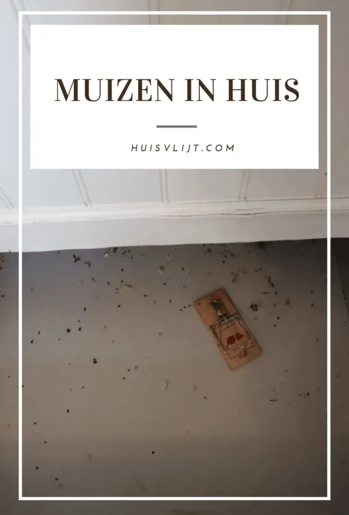 Muizen in huis wat nu? Soms hoor ik ze in de muren….