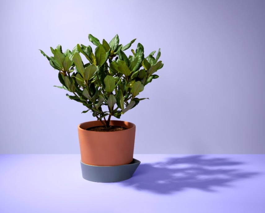 ecosysteem plant hema