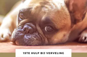 Verveling: wat kun je doen als je je verveelt? 40 tips