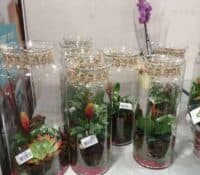 Terrarium gezien bij Albert Heijn