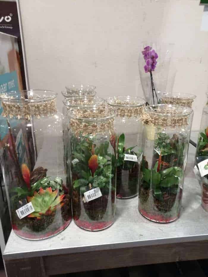 Terrarium gezien bij Albert Heijn