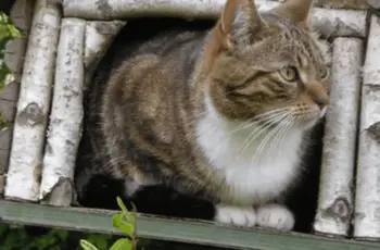 Vogelhuisje Action met pindakaas in woord en beeld