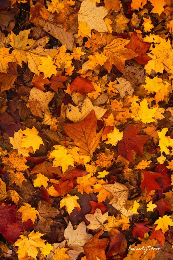 Bladblazers onder vuur. Wat is het probleem? + Herfstbladeren! 2 herfstbladeren