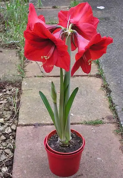 Amaryllis Hippeastrum