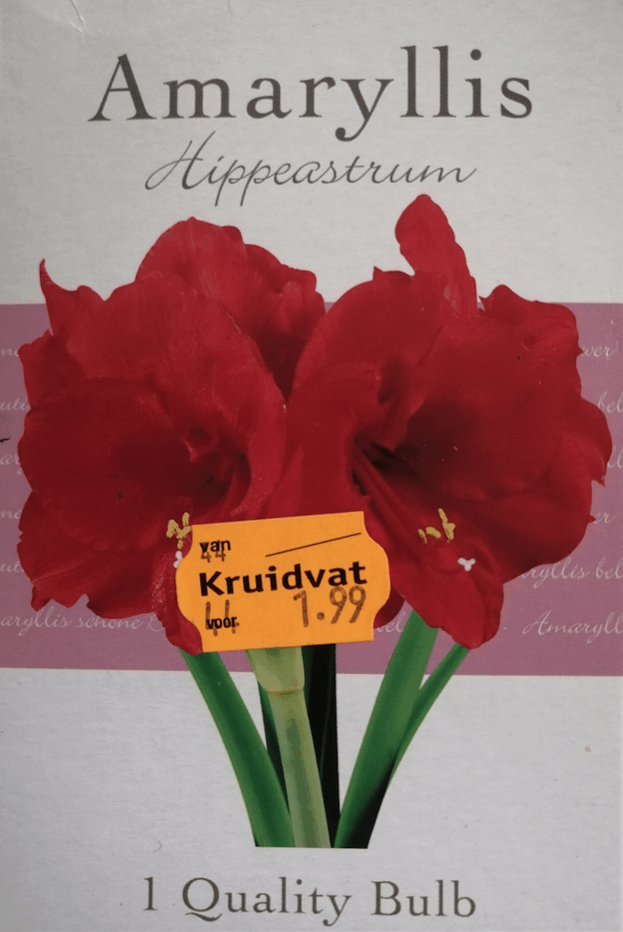 Amaryllis bol van de Kruidvat: geplant + zo zijn ze nu
