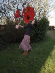 amaryllis